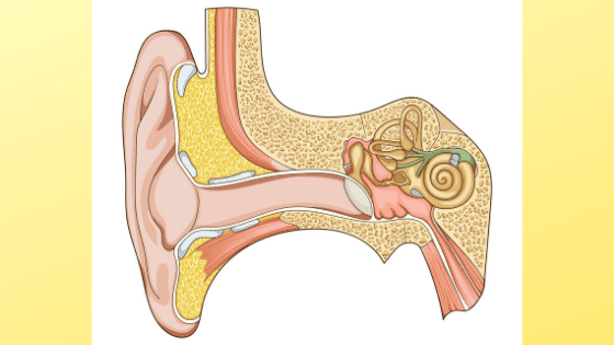 Diagram of the inner ear showing the cochlea and vestibular system involved in vertigo