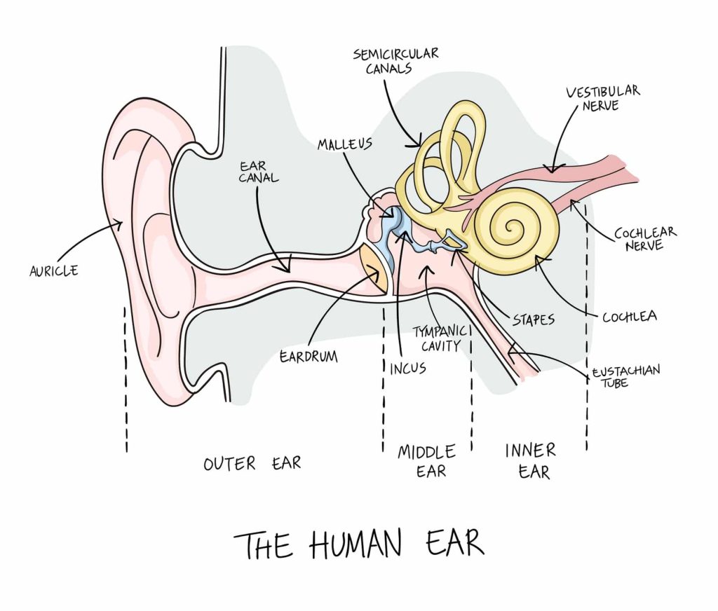 drawing of the anatomy of a human ear